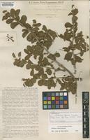 Lectotype of Schinus ferox Hassl. [family ANACARDIACEAE]