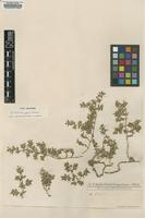 Type of Guilleminea fragilis Pedersen [family AMARANTHACEAE]