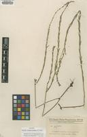 Isotype of Verbena paraguariensis Moldenke [family VERBENACEAE]