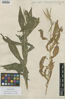 Isolectotype of Erysimum violaceum D.Don [family BRASSICACEAE]