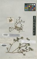 Type of Portulaca retusa Engelm. [family PORTULACACEAE]