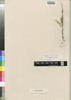 Isotype of Sisymbrium exasperatum Sond. [family BRASSICACEAE]