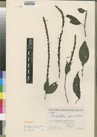 Isotype of Brachystephanus africanus Figueiredo var. madagascariensis [family ACANTHACEAE]