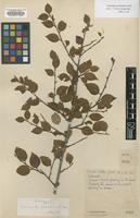 Holotype of Cotoneaster burmanicus G.Klotz [family ROSACEAE]