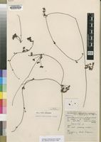 Holotype of Centella obtriangularis Cannon [family APIACEAE]