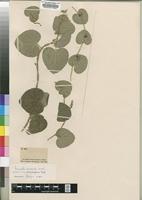 Isotype of Cissampelos aristolochiaefolium Fenzl [family MENISPERMACEAE]