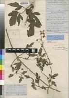 Type of Clematis welwitschii Hiern [family RANUNCULACEAE]