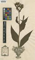 Original material of Symphytum officinale L. [family BORAGINACEAE]