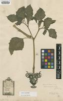 Filed as Datura indet. [family SOLANACEAE]