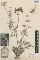 Original material of Aethusa cynapium L. [family APIACEAE]