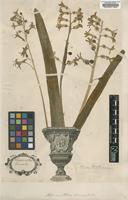Lectotype of Hyacinthus orientalis L. [family LILIACEAE]