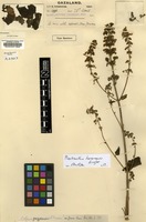 Type of Coleus gazensis S.Moore [family LAMIACEAE]
