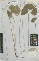 Type of Leontice triphylla Sm. [family BERBERIDACEAE]