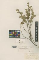 Type of Sida bradei Baker f. [family MALVACEAE]