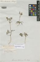 Isolectotype of Geranium tuberosum Boiss. var. linearifolium [family GERANIACEAE]