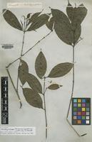 Isotype of Faramea spathacea Müll.Arg. ex Standl. [family RUBIACEAE]