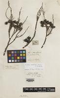 Lectotype of Callitris calcarata R.Br. ex R.T.Baker [family CUPRESSACEAE]
