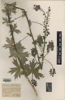 Type of Aconitum thyraicum Blocki [family RANUNCULACEAE]