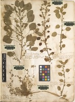 Original material of Acalypha indica L. [family EUPHORBIACEAE]