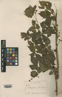Type of Rubus kanayamensis H.Lev.& Vaniot [family ROSACEAE]
