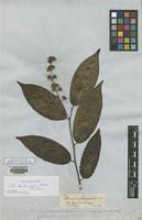 Isotype of Homalium eleutherostylum Blake [family FLACOURTIACEAE]