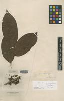 Syntype of Lacistema grandifolium Schnizlein [family FLACOURTIACEAE]