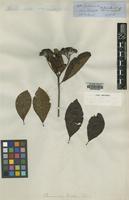 Isolectotype of Chimarrhis hookeri K.Schum. [family RUBIACEAE]
