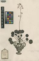 Original material of Saxifraga geum L. [family SAXIFRAGACEAE]