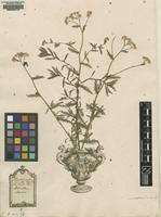 Original material of Achillea alpina L. [family ASTERACEAE]