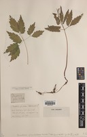 Type of Dentaria glandulosa Waldst. & Kit. [family BRASSICACEAE]