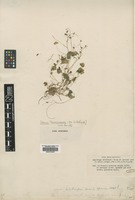 Type of Saxifraga sibthorpii Boiss. & Spruner [family SAXIFRAGACEAE]