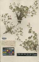 Type of Potentilla leucopolitanoides Blocki [family ROSACEAE]