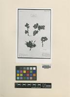 Type of Crataegus pubescens C.Presl [family ROSACEAE]