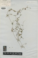Type of Vicia cretica Boiss. & Heldr. [family FABACEAE]