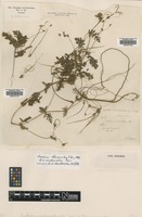 Type of Erodium involucratum Kunze [family GERANIACEAE]