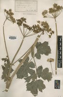 Type? of Heracleum pratense Jord. [family APIACEAE]