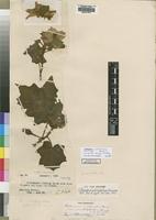 Isolectotype of Solanum acutilobatum Dammer [family SOLANACEAE]