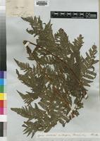 Isotype of Cyathea burkei Hook. [family CYATHEACEAE]