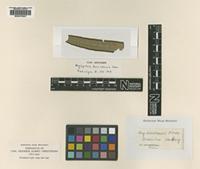Isotype of Angiopteris boninensis Hieron. [family MARATTIACEAE]
