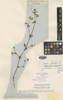 Isotype of Nyssanthes diffusa R.Br. [family AMARANTHACEAE]