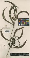 Isolectotype of Acacia leptocarpa A.Cunn ex Benth. [family LEGUMINOSAE]