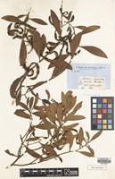Lectotype of Acacia melanoxylon R.Br. [family LEGUMINOSAE]