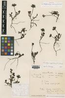 Holotype of Neopicrorhiza minima R.R.Mill [family SCROPHULARIACEAE]