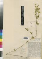Holotype of Justicia laetevirens Rendle [family ACANTHACEAE]