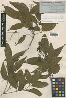 Isolectotype of Flindersia pimenteliana F.Muell. [family RUTACEAE]