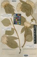 Type of Gomphrena macrocephala L.f var. pulcherrima [family AMARANTHACEAE]