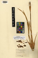 Isotype of Iris chrysographes Dykes [family IRIDACEAE]