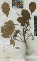 Isotype of Vitex paludosa Vatke [family LAMIACEAE]