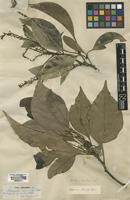 Isotype of Roupala montana Aubl. [family PROTEACEAE]