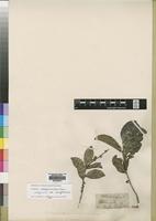 Isotype of Dichapetalum madagascariense Poir. [family DICHAPETALACEAE]
